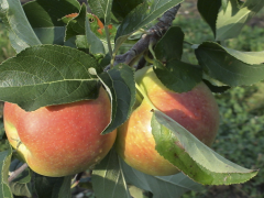 obstbilder2 016bearbeitet-k.png